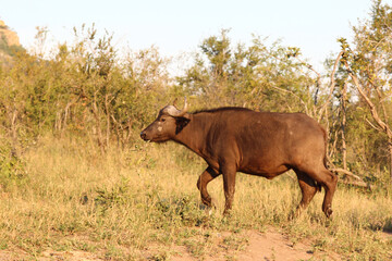 Obraz premium Kaffernbüffel / African buffalo / Syncerus caffer