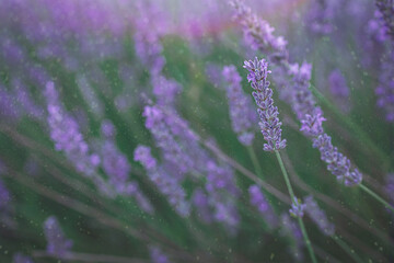 purple lavender flower growing in a warm green summer garden in the rays of the sun