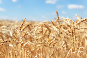 Scenic landscape of ripe golden organic wheat stalk field against blue sky on bright sunny summer day. Cereal crop harvest growth background. Agricultural agribuisness business concept