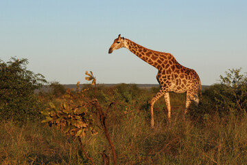 Giraffe / Giraffe / Giraffa camelopardalis