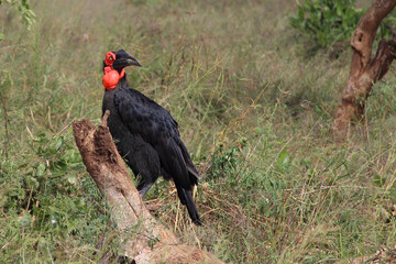 Kaffernhornrabe / Southern ground hornbill / Bucorvus leadbeateri