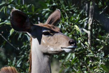 Großer Kudu / Greater kudu / Tragelaphus strepsiceros.