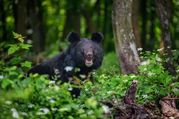 Asiatic black bear (Ursus thibetanus) in summer forest. Wildlife scene from nature
