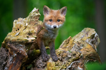 Red fox, vulpes vulpes, small young cub in forest. Cute little wild predators in natural environment