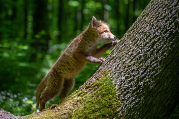 Red fox, vulpes vulpes, small young cub in forest. Cute little wild predators in natural environment