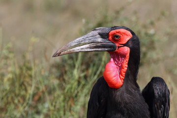 Kaffernhornrabe / Southern ground hornbill / Bucorvus leadbeateri