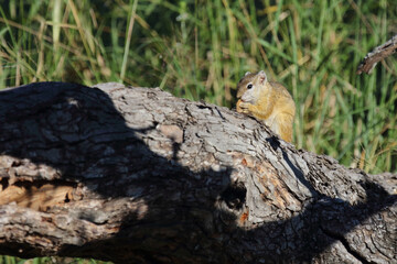 Ockerfußbuschhörnchen / Tree squirrel / Paraxerus Cepapi