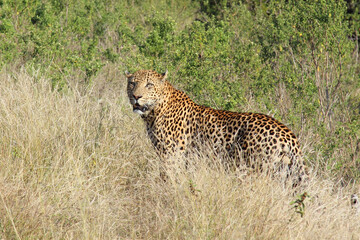 Leopard / Leopard / Panthera pardus.