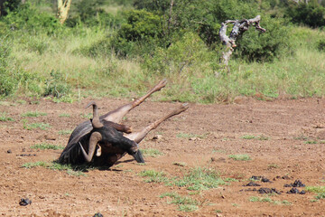 Streifengnu / Blue wildebeest / Connochaetes taurinus