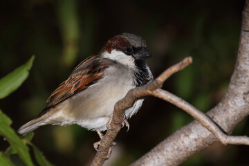 Hausspatz / House sparrow / Passer domesticus
