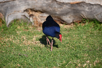 Australasian swamphen, also known as a pukeko, bending down in a grassy area, with a bit of grass in its beak