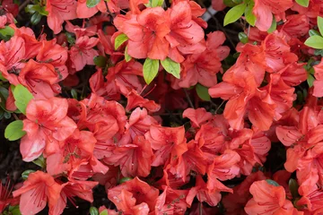 Fototapete Rund Azalee Rhododendron Evergreen Azalea Geisha Orange Flowers  © Artur Bogacki