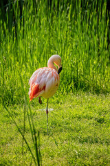 Chilean Flamingo On Lakeshore