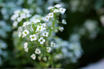 close up white sweet alyssum	