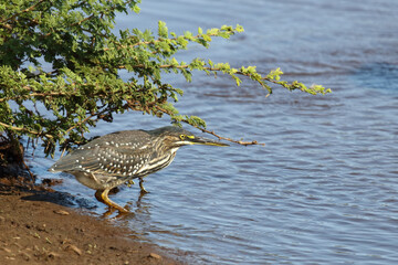 Mangrovenreiher / Green-backed heron / Butorides striatus