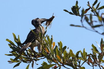 Grautoko / African grey hornbill / Tockus nasutus..