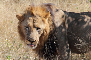 Afrikanischer Löwe / African lion / Panthera leo.