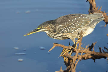 Mangrovenreiher / Green-backed heron / Butorides striatus
