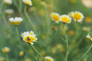 Fototapeta premium close up shot layia platyglossa (coastal tidy tips) and bee