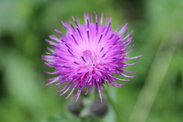 Чертополох