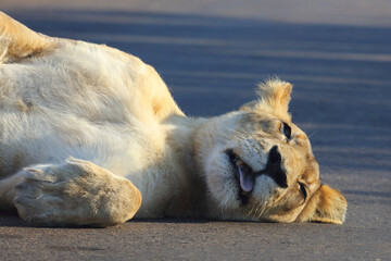 Afrikanischer Löwe / African lion / Panthera leo.