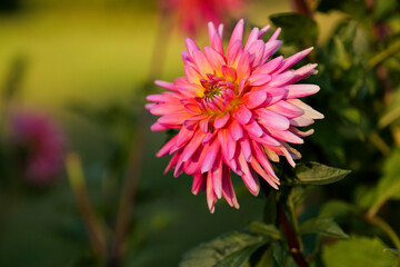 horizontal shot pink dahlia flower