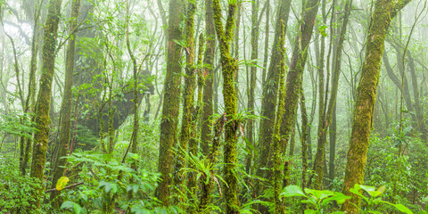 Panorama image of a tropical cloud-forest in central Costa Rica