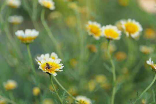 close up shot layia platyglossa (coastal tidy tips) and bee