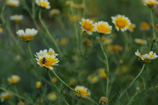 Layia platyglossa (coastal tidy tips) and bee