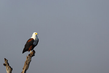 Afrikanischer Schreiseeadler / African fish-eagle / Haliaeetus vocifer.