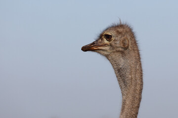 Fototapeta premium Strauß / Ostrich / Struthio camelus