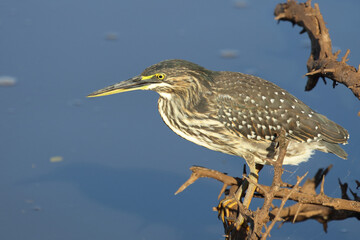 Mangrovenreiher / Green-backed heron / Butorides striatus