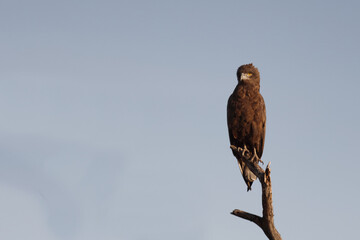 Einfarb-Schlangenadler / Brown snake eagle / Circaetus cinereus