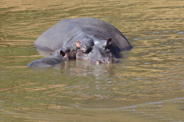 Flußpferd / Hippopotamus / Hippopotamus amphibius.