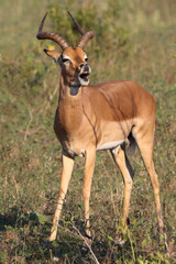 Schwarzfersenantilope / Impala / Aepyceros melampus