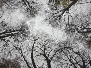 Branches of trees against the background of a cloudy autumn sky, bottom view.