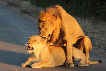 Afrikanischer Löwe / African lion / Panthera leo..