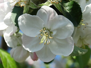 apple tree flowers horizontal shot close up