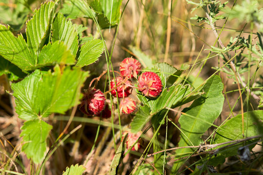 Wild strawberry bush with red berries among the grass. Macro.
