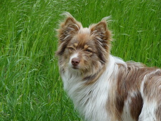 portrait of a dog on a field in green grass