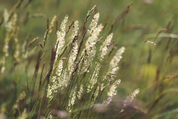 Grass in the wind