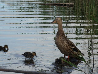 duck and ducklings  duck family