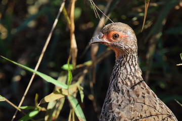 Swainsonfrankolin / Swainson's francolin or Swainson's spurfowl / Francolinus swainsonii.