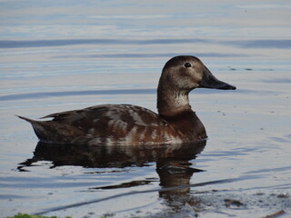 brown duck on the lake