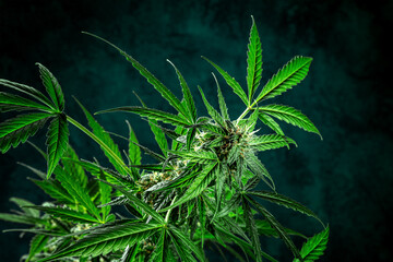 Cannabis plant, almost ready for harvest, on a dark background. Marijuana flowers with yellow stigmas and green leaves. Cannabis cultivation