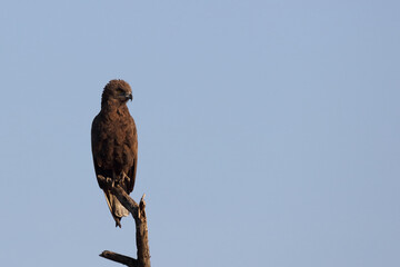 Einfarb-Schlangenadler / Brown snake eagle / Circaetus cinereus