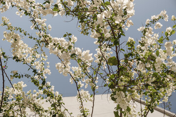 Blooming white flowers branch. Natural summer floral composition