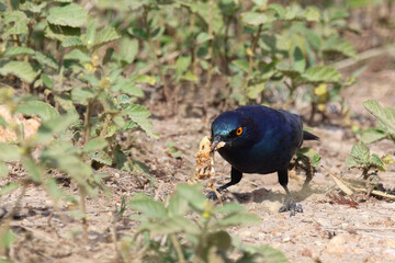 Rotschulter-Glanzstar/ Cape glossy starling or Red-shouldered starling / Lamprotornis nitens..