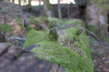 tree in the forest in france