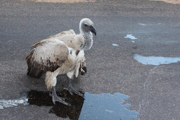 Weißrückengeier / White-backed vulture / Gyps africanus